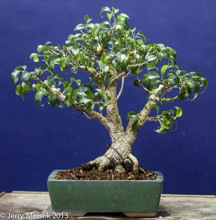 THE BEST FIGS FOR BONSAI! (Jerry Meislik)